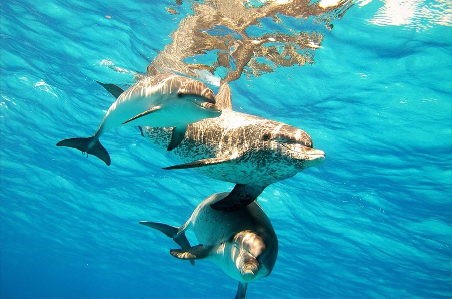 diving safari - red sea - safari de buceo (1)