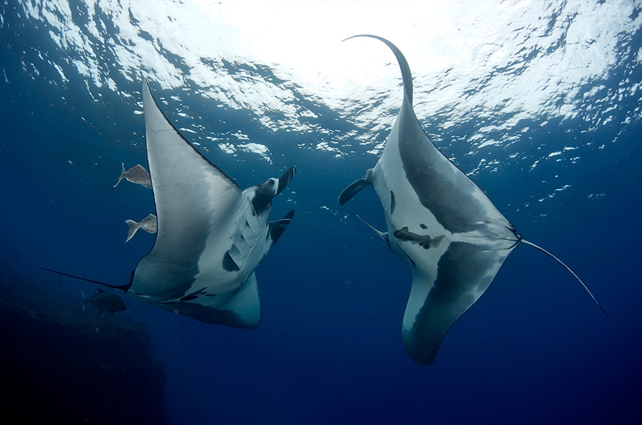 diving safari - socorro - safari de buceo (1)