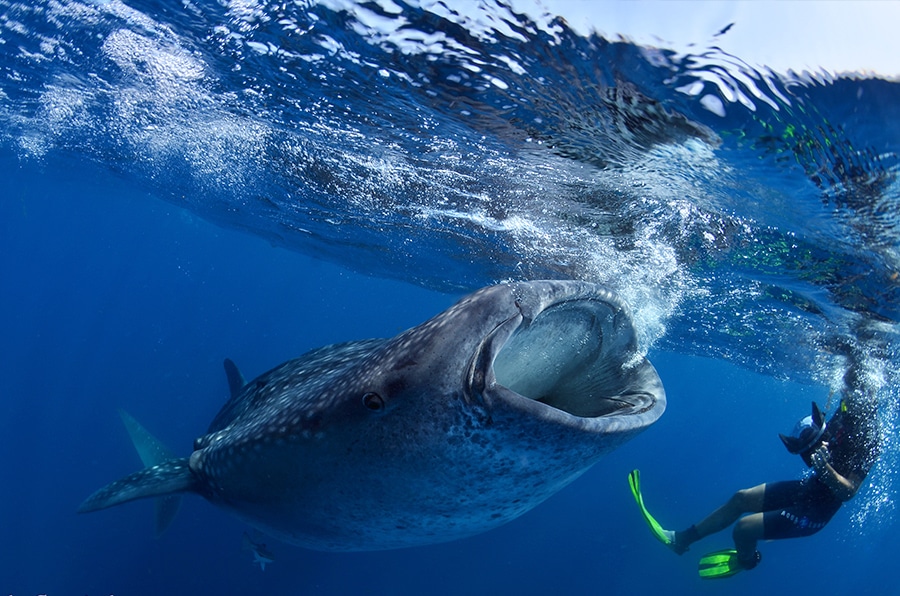 diving safari - Isla Mujeres - safari de buceo (1)