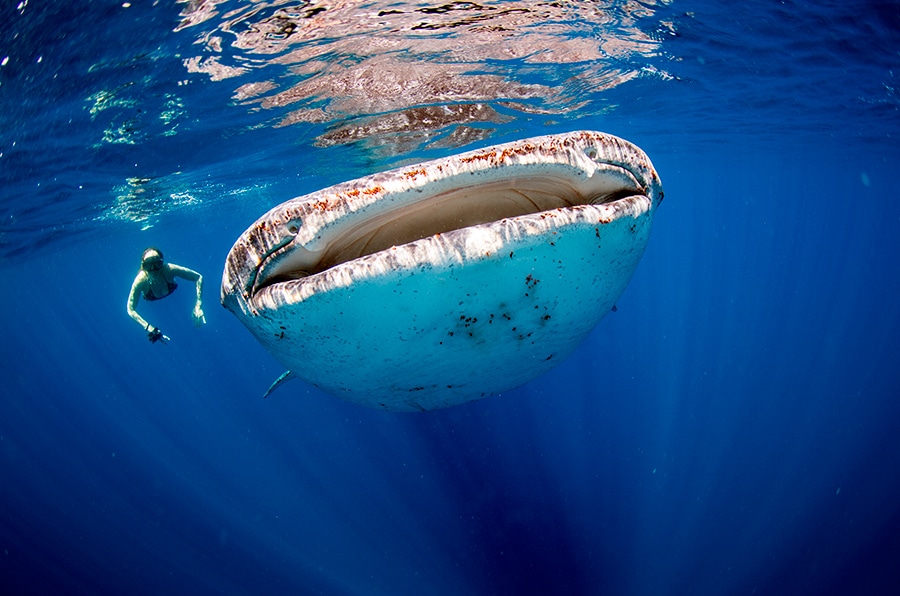 diving safari - Isla Mujeres - safari de buceo (2)