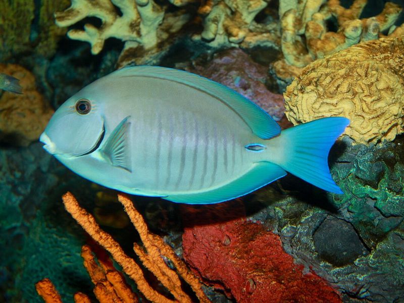 doctor - Caribbean Reef Fish Identification