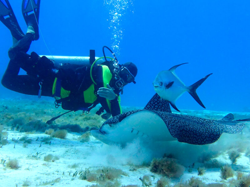 drift diving eagle ray