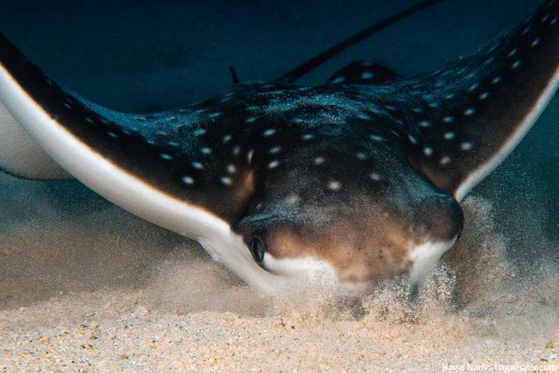 spotted eagle ray pictures