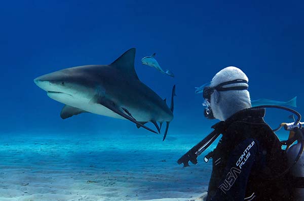 excursions_mexico_bull_shark_slide Excursions Bull Shark - Slide