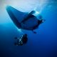 flying after diving - manta