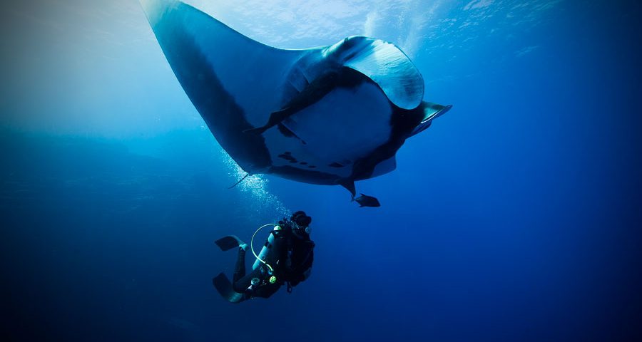 flying after diving - manta