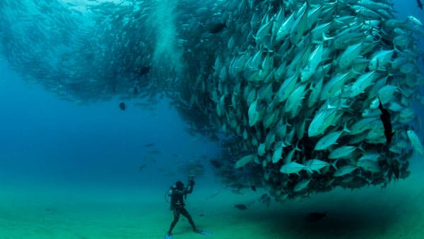 flying after diving - tuna shoal