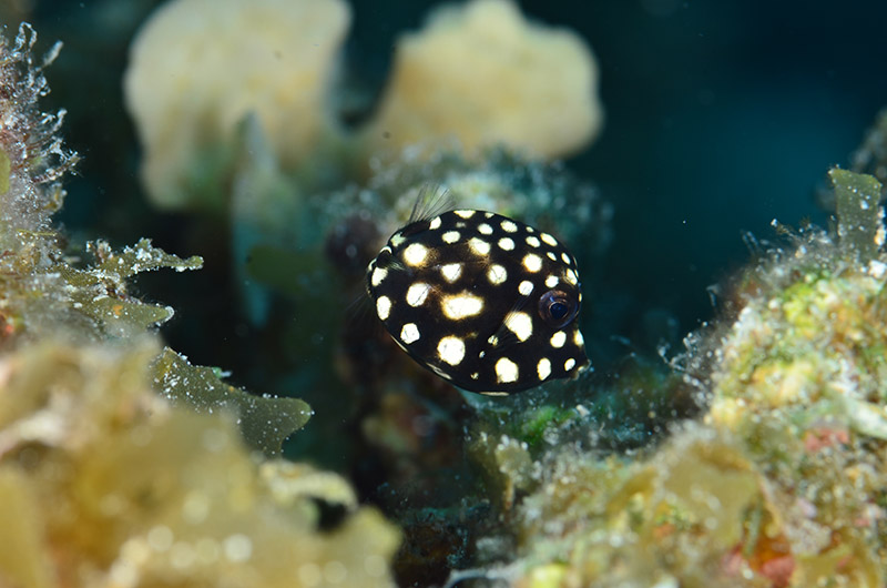 fotos de buceo - trunkfish