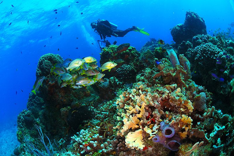 fotos de buceo