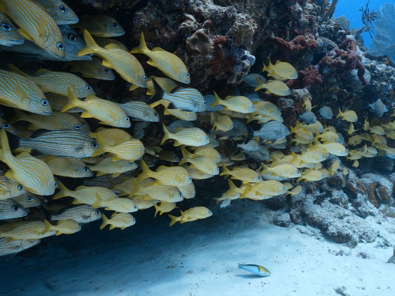 french grunt - Guía de identificación de peces de arrecife del Caribe