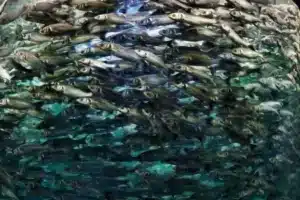 farting fish
