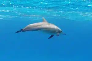 dolphins