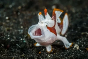 funny sea animals (12) Animales marinos divertidos