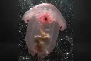 funny sea animals (13) Animales marinos divertidos