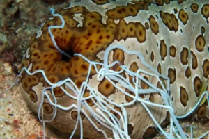 funny sea animals (14) Animales marinos divertidos