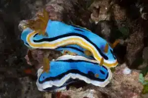 funny sea animals (15) Animales marinos divertidos