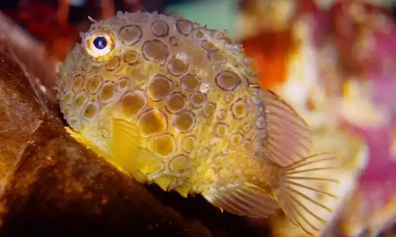 funny sea animals (main)
