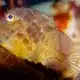 funny sea animals (main)