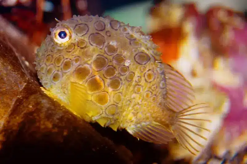 funny sea animals (main)