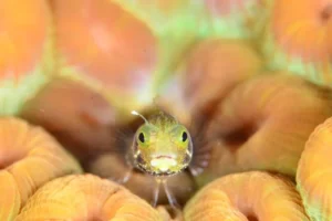 funny sea animals (19) Animales marinos divertidos
