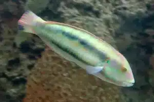 Slippery Dick