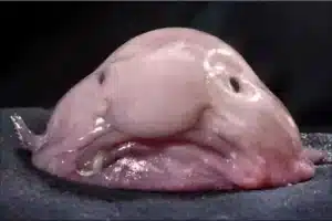 funny sea animals (20) Animales marinos divertidos