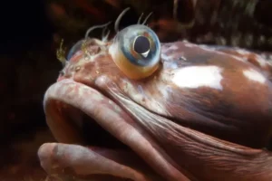 Sarcastic Fringehead
