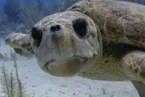 loggerhead turtle