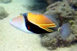 Humuhumunukunukuāpuaʻa