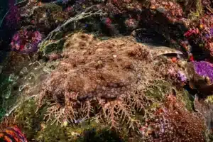 funny sea animals (5) Animales marinos divertidos