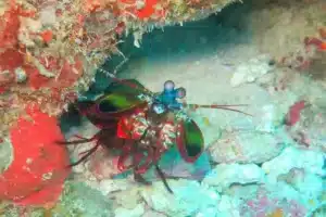 mantis shrimp