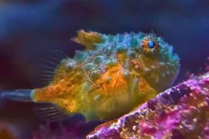 Lumpsucker