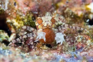 funny sea animals (9) Animales marinos divertidos