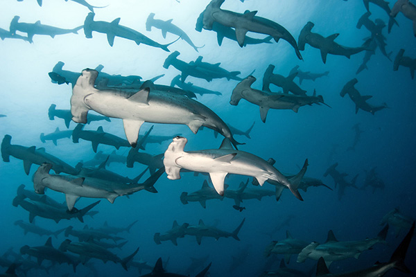 shark diving - galapagos