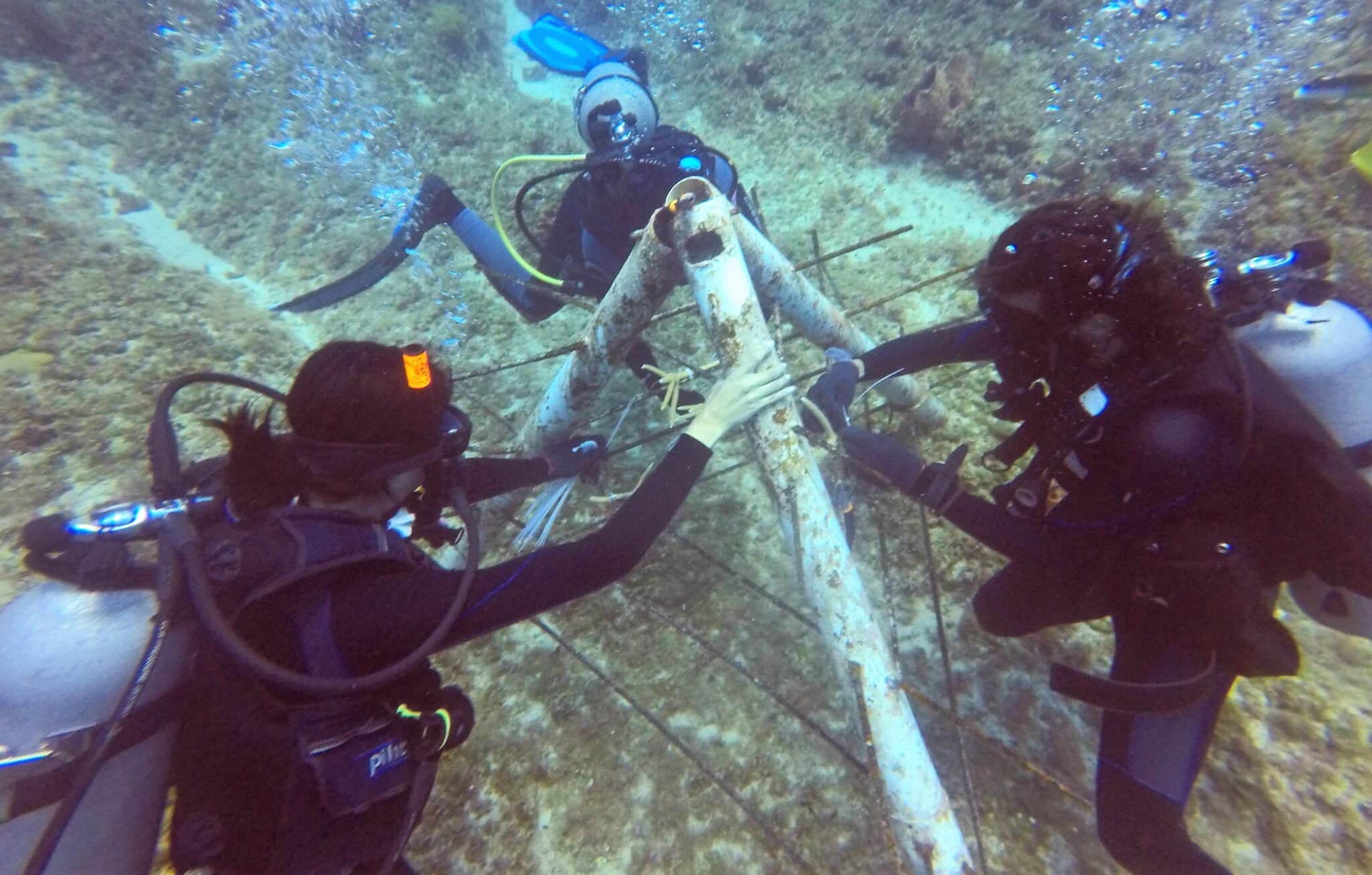 Dressel Divers And Iberostar Celebrated A Big “GO GREEN DAY” In Punta Cana