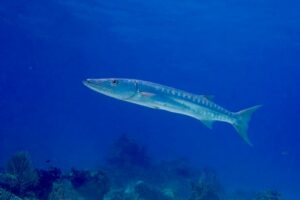 great barracuda