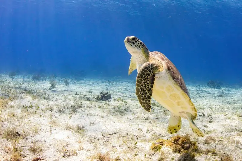 green sea turtle image - Green Turtle Facts - datos sobre la tortuga verde