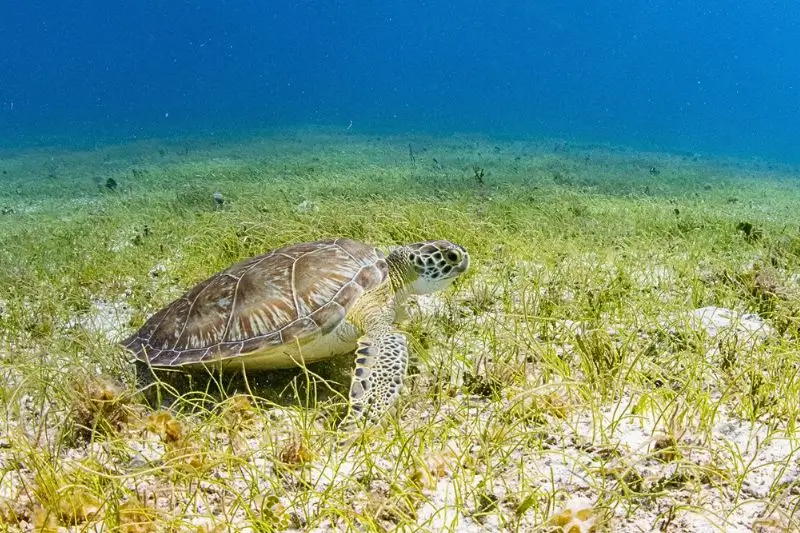 green sea turtle pic - Green Turtle Facts - RD foto de tortuga verde