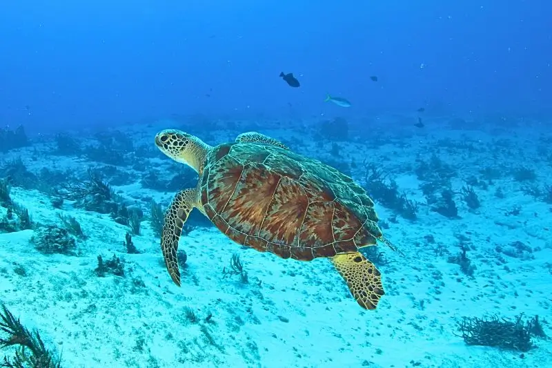 Green Turtle Facts - datos sobre la tortuga verde
