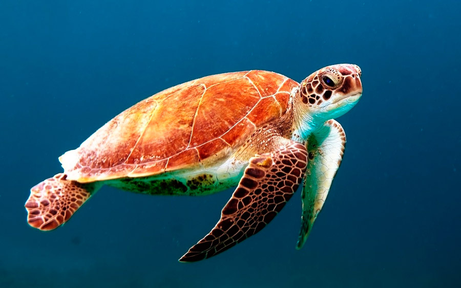 green turtle habitat - 2 - hábitat de la tortuga verde