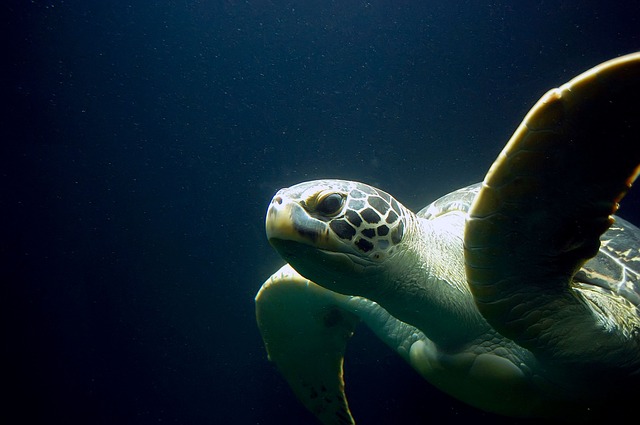 green turtle habitat - dressel