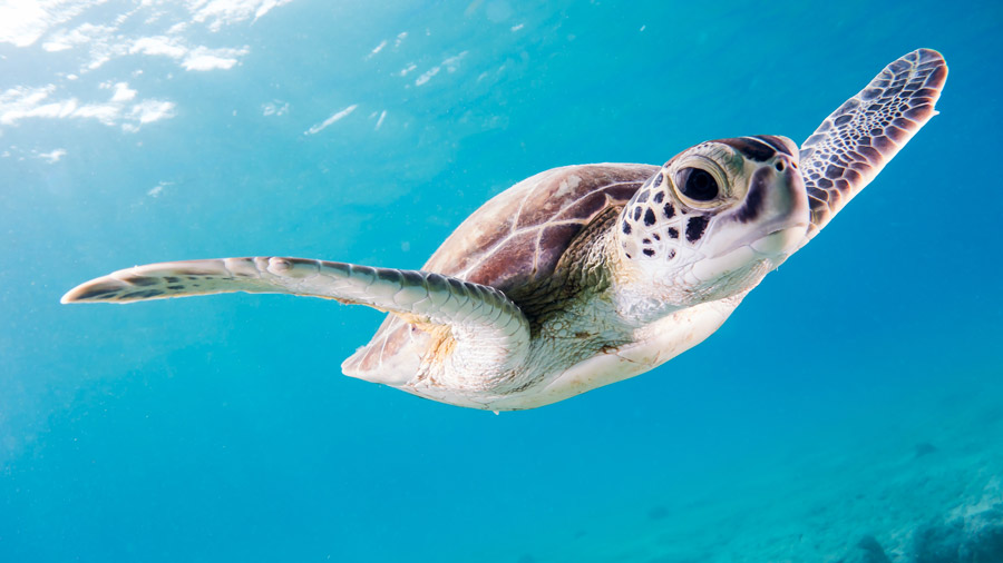 green turtle habitat - principal - hábitat de la tortuga verde