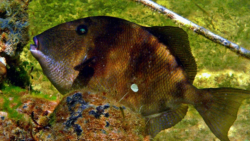 grey triggerfish facts-pez ballesta gris