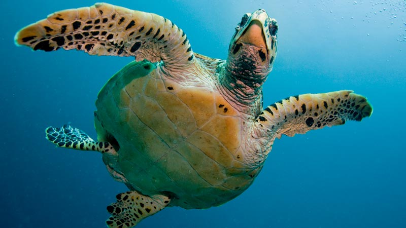 hawksbill sea turtle facts and pictures - datos sobre la tortuga carey