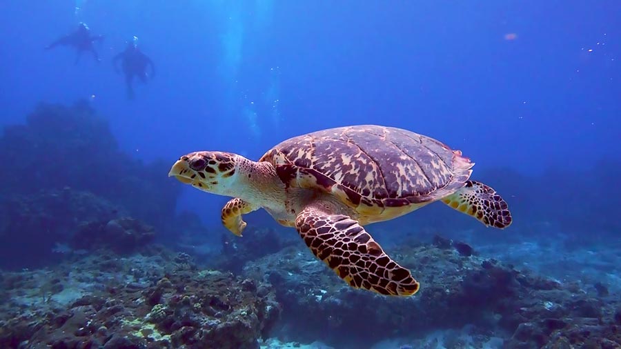 hawksbill turtle facts and pictures