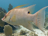 hogfish