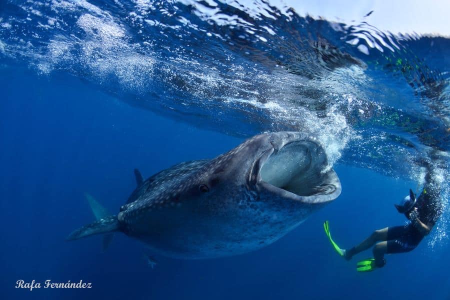 Foto aguas profundas de tiburón ballena