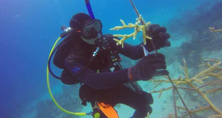 impact of climate change on coral reefs (1)