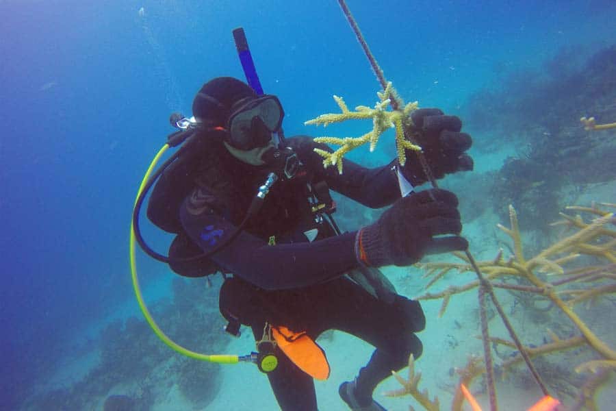 impact of climate change on coral reefs (1)