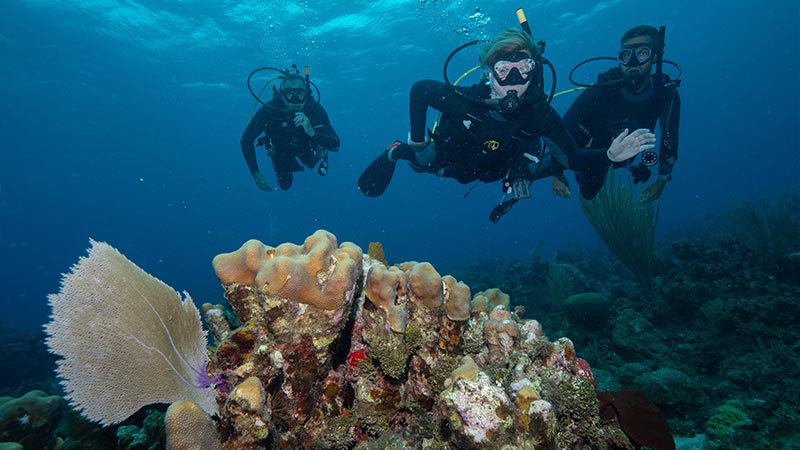 jamaica coral reefs - arrecifes de coral de Jamaica (3)